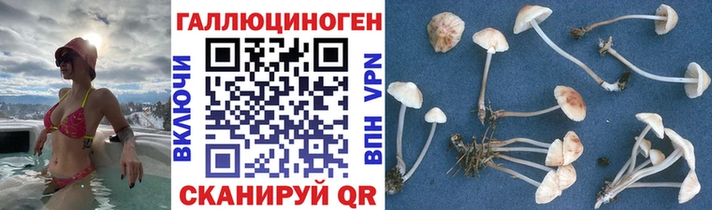 Галлюциногенные грибы Magic Shrooms  где найти   Данков 